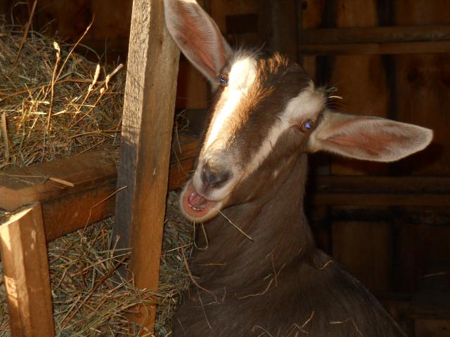 2250_more_goat_pics_008.jpg