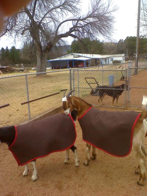 2273_goats_in_coats.jpg