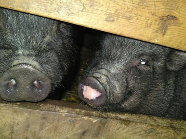 22_2pigs.jpg