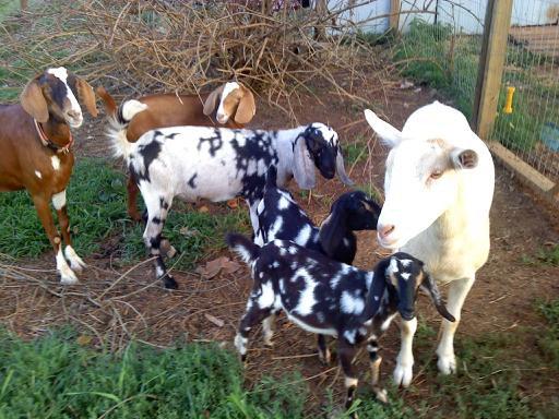 2302_goatgathering.jpg