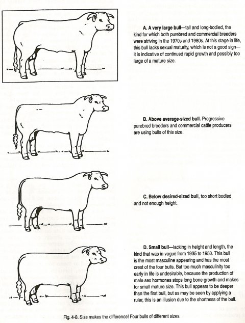 A Guide to Udder and Teat Scoring Beef Cows