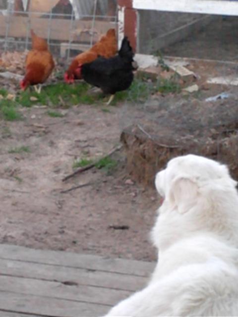 2387_paris_guarding_hens.jpg