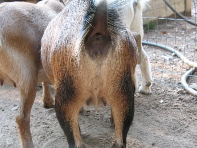 2467_goat_001.jpg