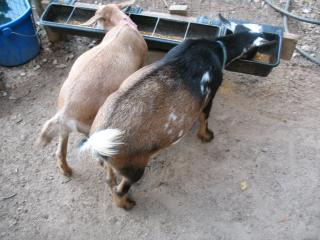 2467_goat_005.jpg