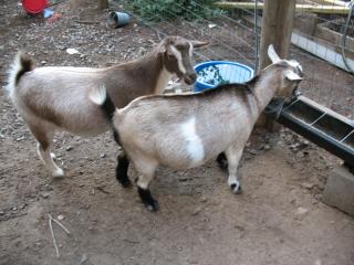 2467_goat_009.jpg