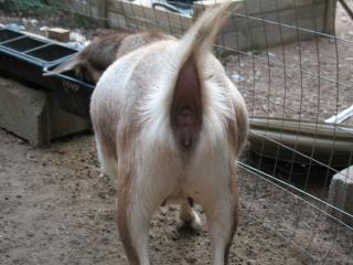 2467_goatbutt_006.jpg