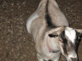 2467_goatbutt_007.jpg