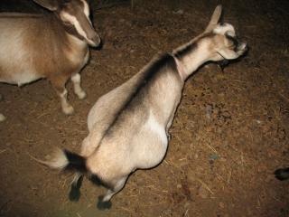 2467_goatbutt_011.jpg