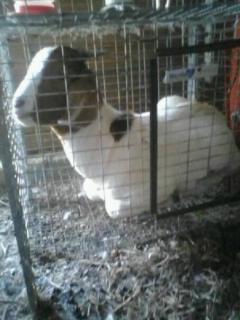 2468_tater_in_rabbit_cage.jpg