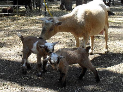 Pygmy Doeling