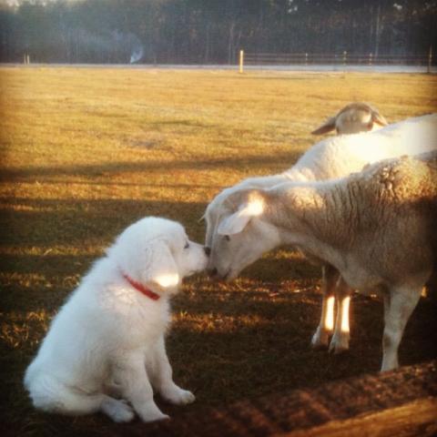 2794_koda_kissing_sheep.jpg