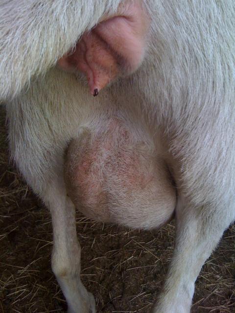 Sheep Vulva