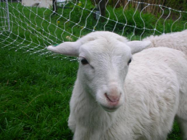 2851_sheep_123.jpg