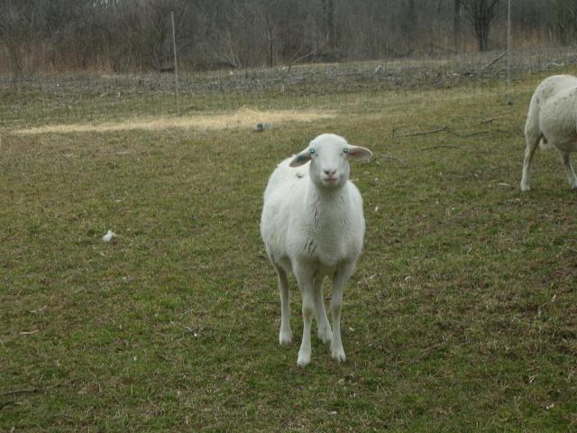 2851_sheepgoat_016.jpg