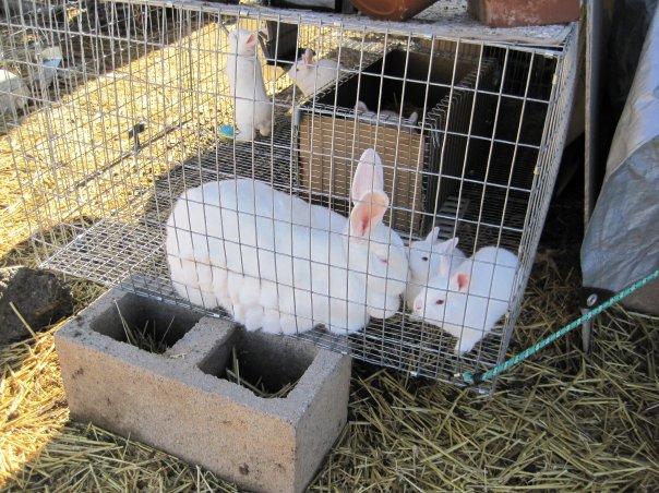 2928_rabbits_cage.jpg