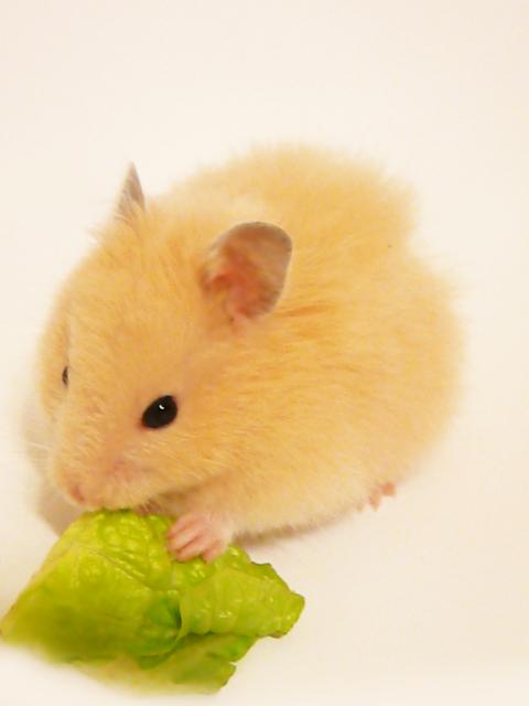 2977_hamster.jpg