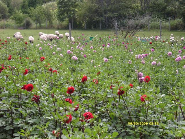 3034_dahlias_8_30_2009_037.jpg