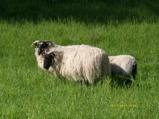 3034_sheep_2011_032.jpg