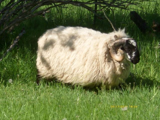 3034_sheep_2011_068.jpg