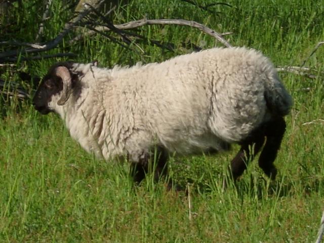 3034_sheep_2011_132.jpg