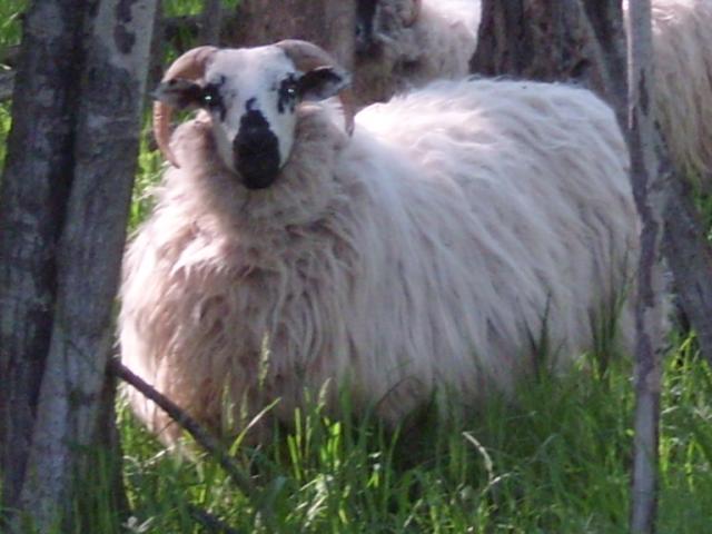 3034_sheep_2011b_004.jpg