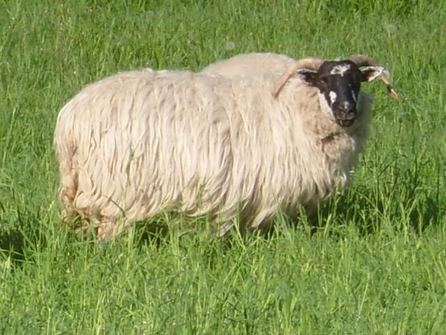 3034_sheep_2011b_021.jpg