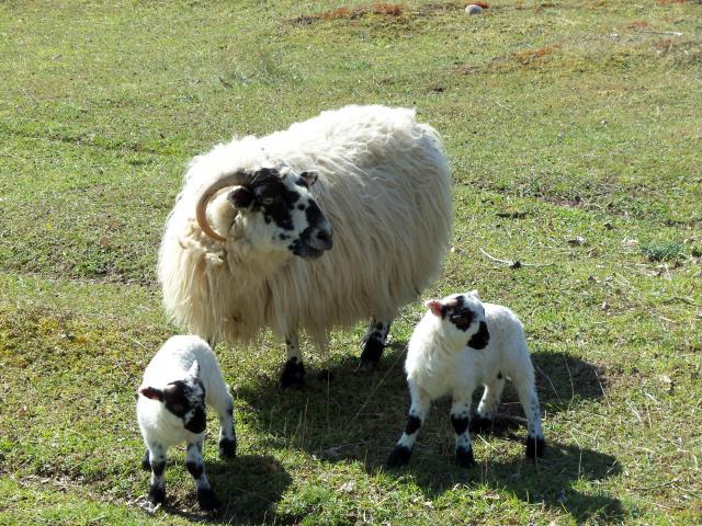 3034_sheep_babies_2012_058.jpg