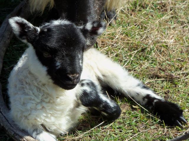 3034_sheep_babies_2012_066.jpg