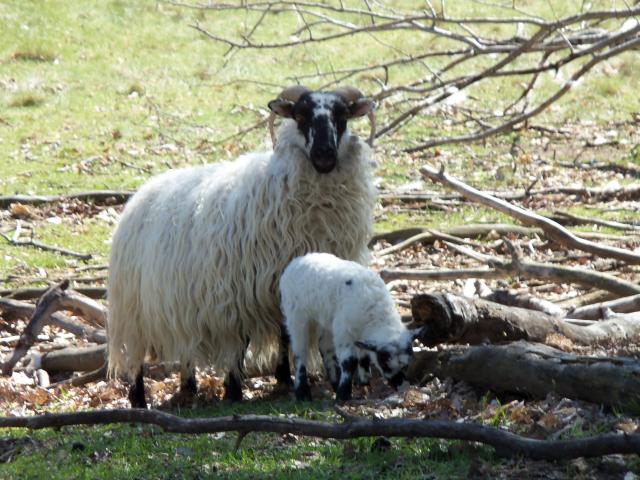 3034_sheep_babies_2012_072.jpg