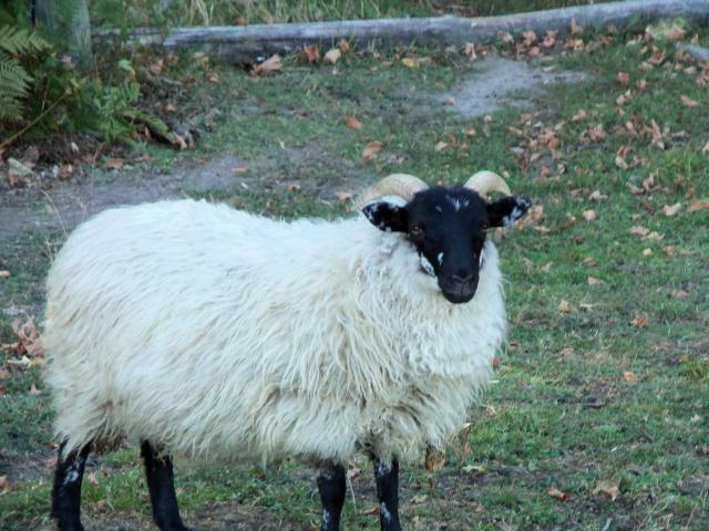 3034_sheep_pics_4_mack_isle_084.jpg