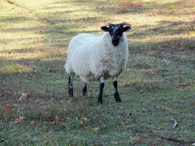 3034_sheep_pics_4_mack_isle_085.jpg