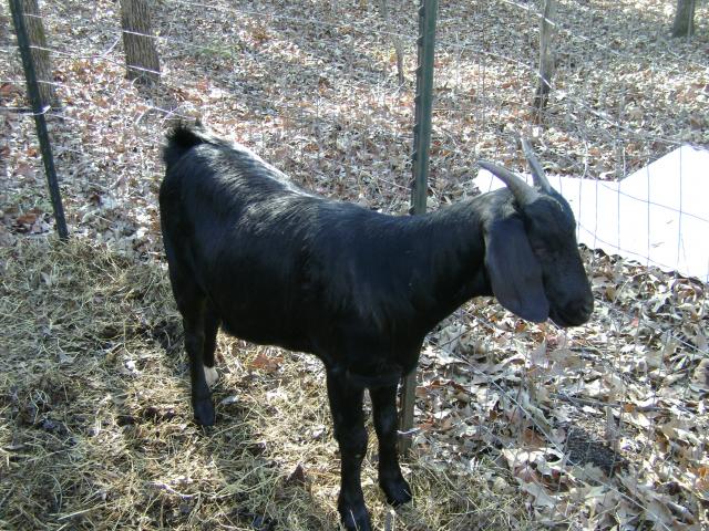 3070_new_goat_014.jpg