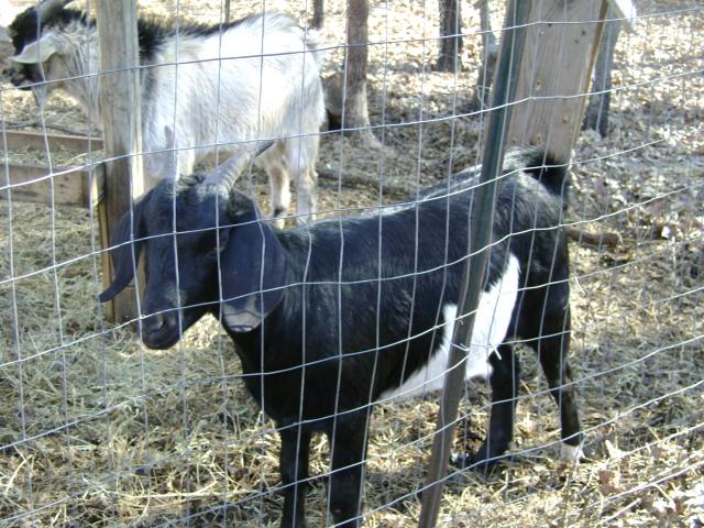 3070_new_goat_017.jpg