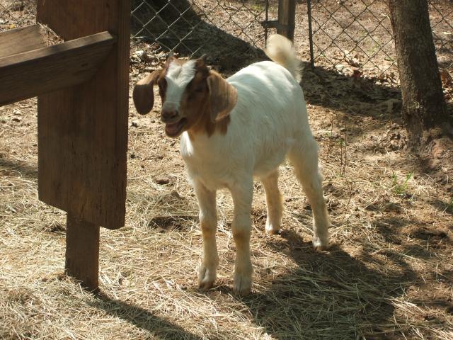 3070_newest_baby_goat_010.jpg