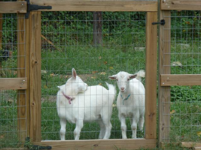 3112_madigan_and_the_goats_004.jpg