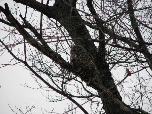 3120_barred_owl.jpg