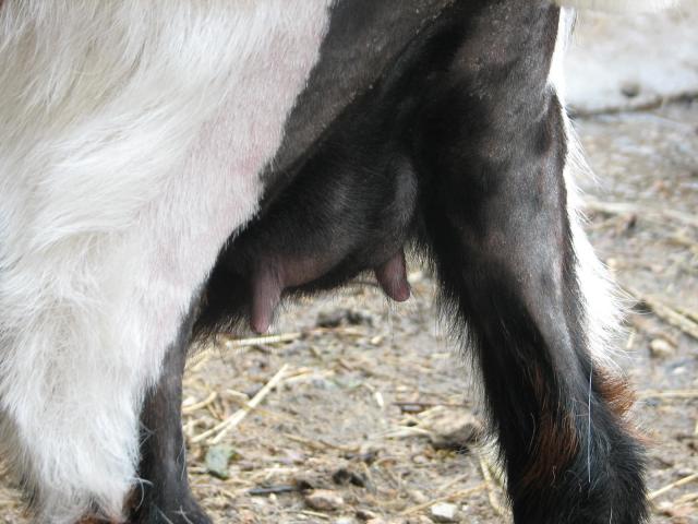 3120_cali_udder_shot_2.jpg