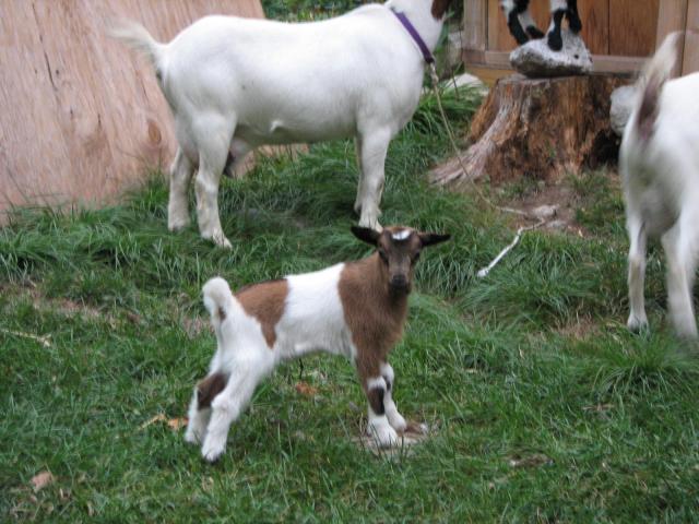 3120_goat_coop_044.jpg