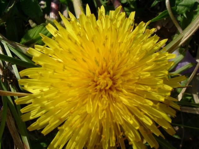 3120_jaquis_dandelion.jpg