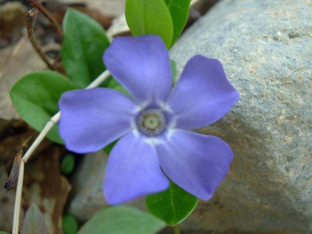 3120_jaquis_periwinkle_myrtle.jpg