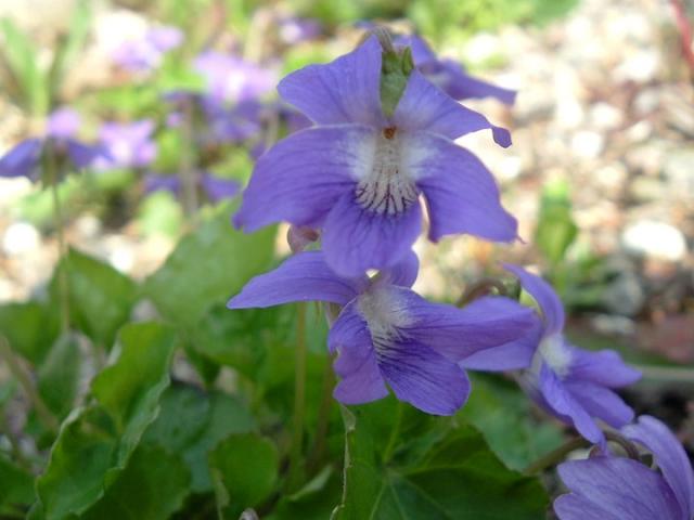 3120_jaquis_wild_violets.jpg