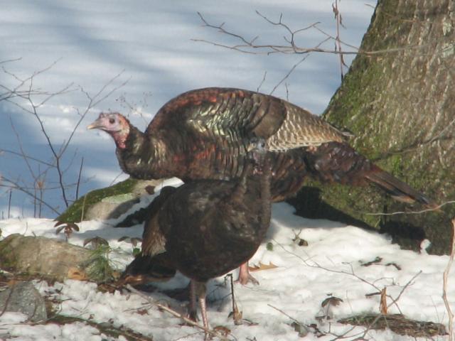 3120_wild_turkey_1.jpg