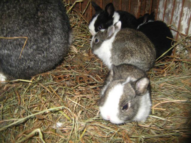 3122_dutch_rabbits_2-6-2012_001.jpg