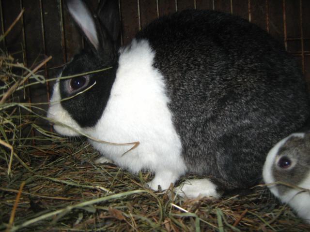 3122_dutch_rabbits_2-6-2012_003.jpg