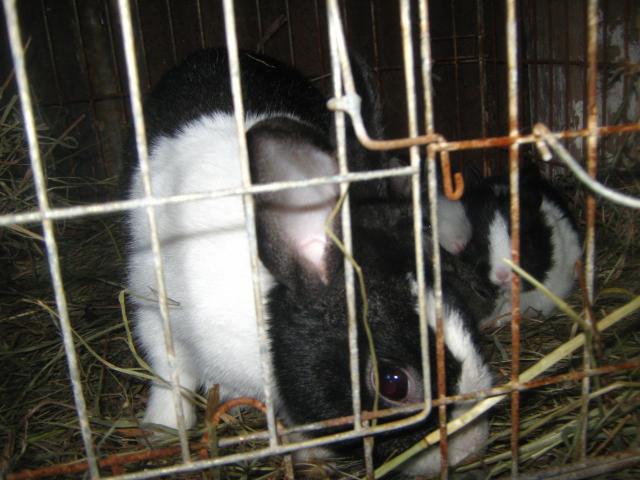 3122_dutch_rabbits_2-6-2012_005.jpg