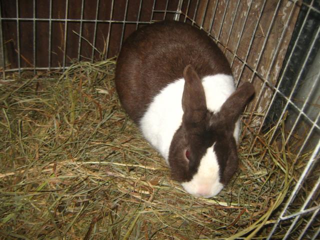 3122_dutch_rabbits_2-6-2012_027.jpg