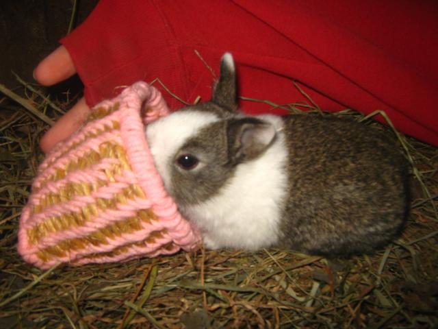 3122_dutch_rabbits_2-6-2012_040.jpg