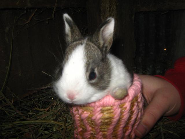 3122_dutch_rabbits_2-6-2012_041.jpg