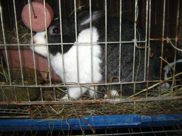 3122_dutch_rabbits_2-6-2012_055.jpg