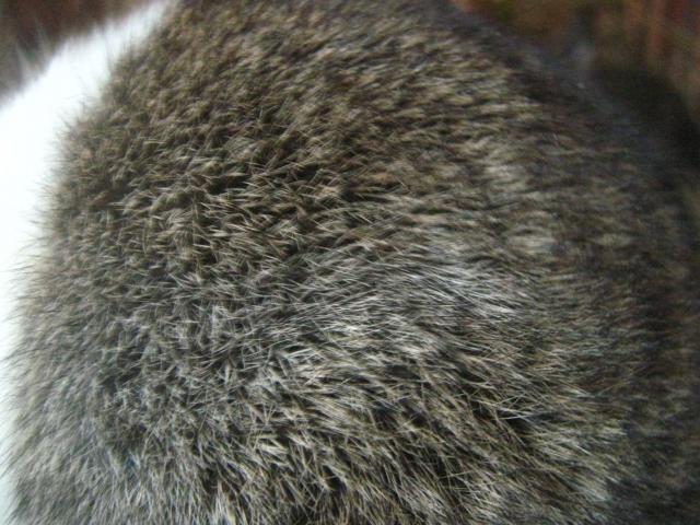 3122_dutch_rabbits_2-6-2012_064.jpg